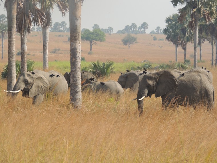 Observing a family of elephants in Murchison's Falls National Park in Uganda was an incredible experience. 