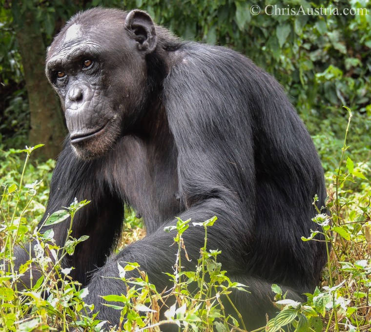 Nydaykira_chimp_Ngamba.jpg