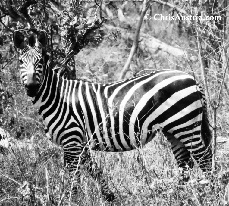 Zebra_Akagera_Blk_Wht