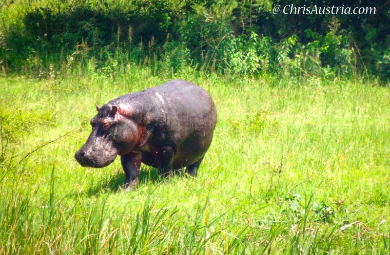 Akagera_Hippo-3.jpg