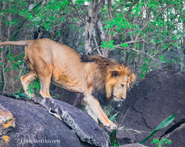 Lion_Kidepo_Rocks