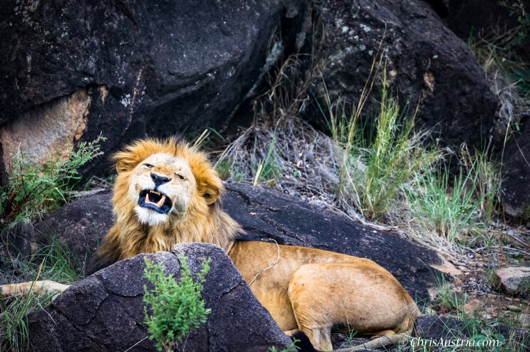 Lion_Kidepo_Snarl