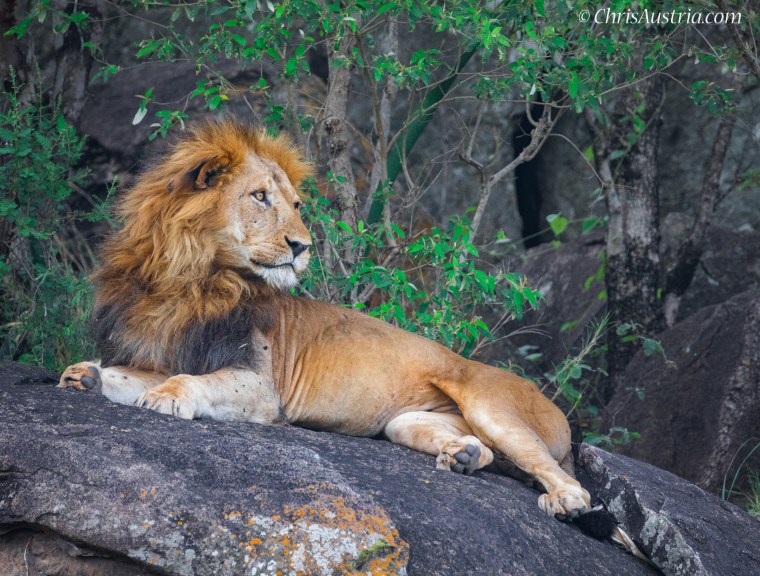 Lion_Male_Rock_Kidepo.jpg