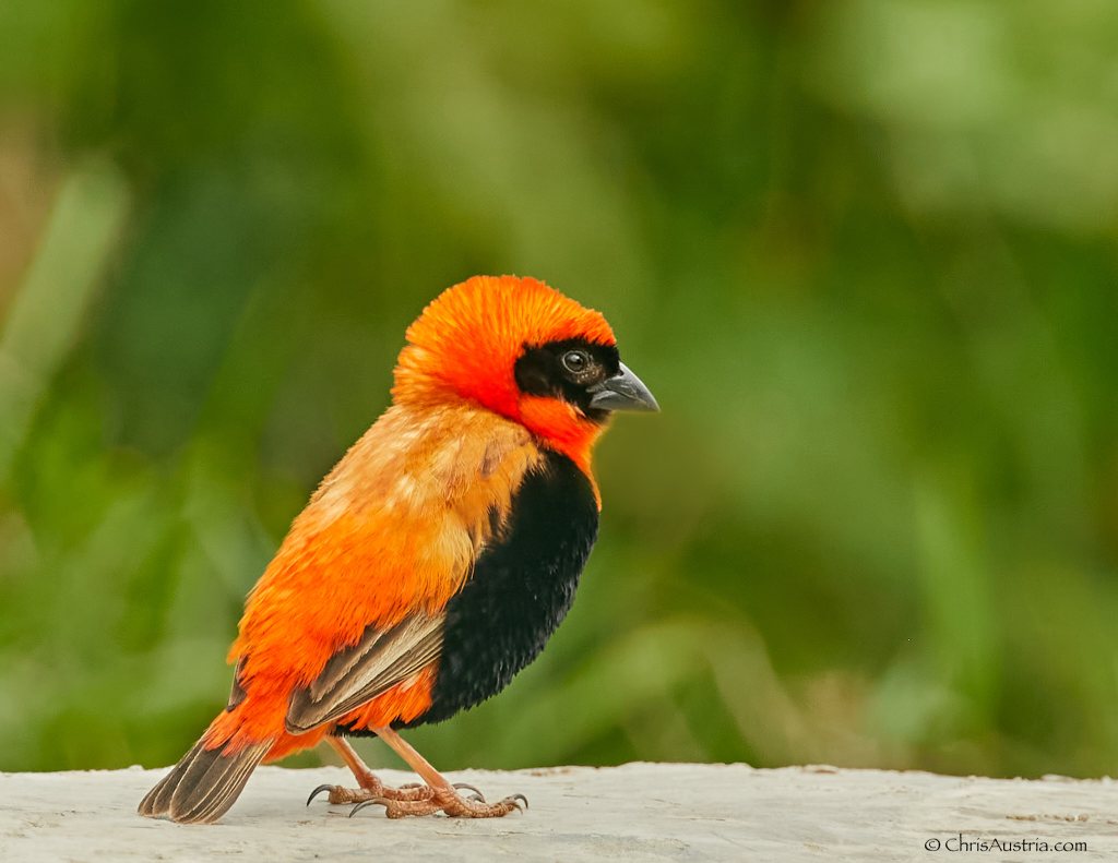 I'm always ecstatic when I see the northern red bishop. They are one of my favourite birds with their intensely bright colors. I spotted this beauty in Kibuye, the western region of Rwanda. 
