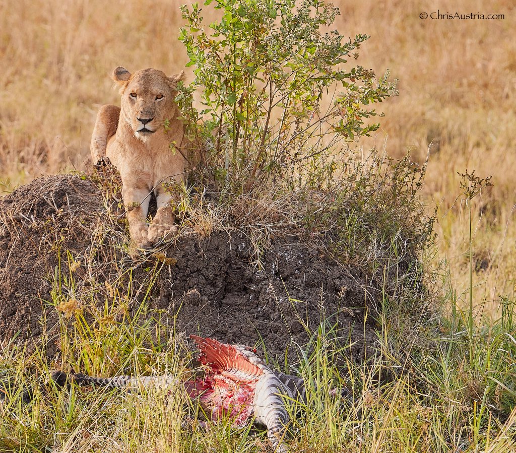 I love lion moms. They are so caring and protective over their offspring. This gorgeous lioness killed a zebra and was waiting patiently for her cubs to come over for breakfast. She wouldn't let them out of her site. I photographed her in Kidepo Valley, Karamoja in the northeast region of Uganda. 