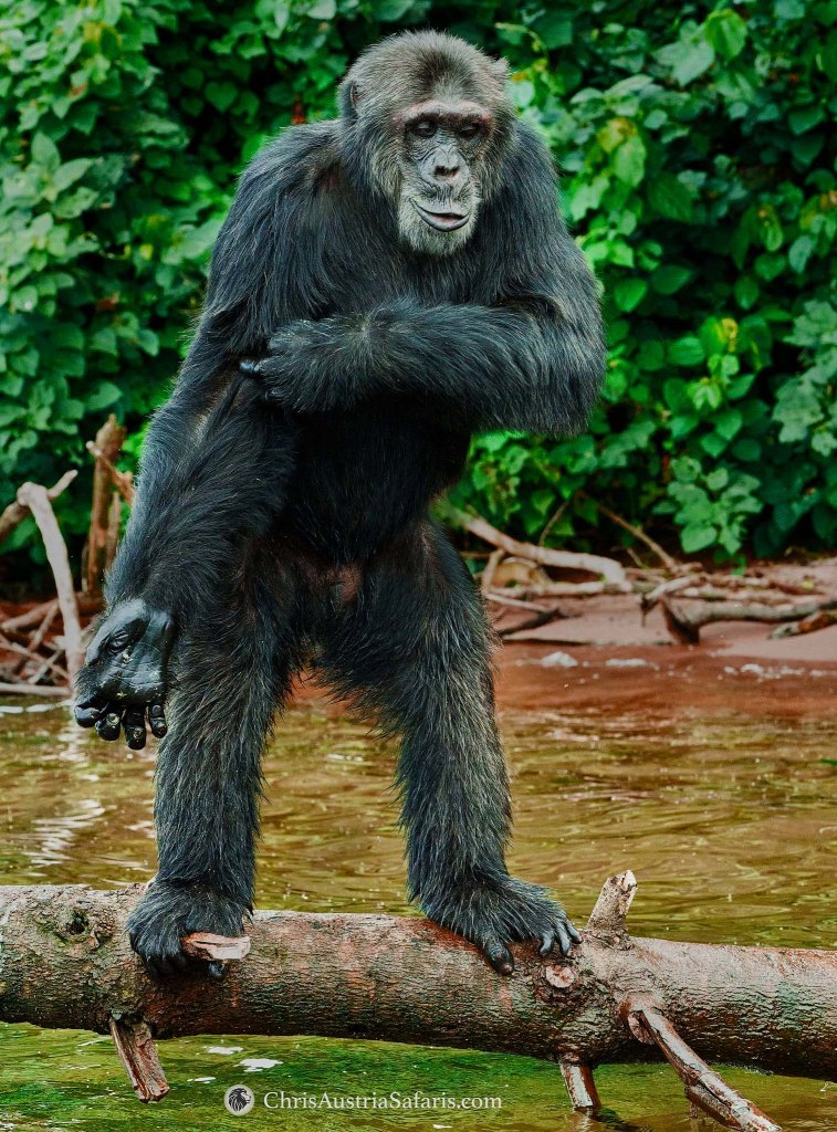 Eddie from Ngamba Island Chimpanzee Sanctuary